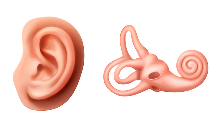 Вестибулярный аппарат — это часть внутреннего уха, сложный рецептор вестибулярного анализатора